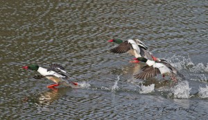 Common Mergansers (male) take-off