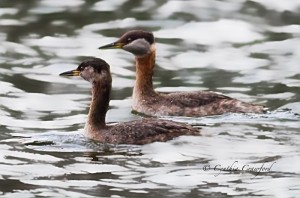 Red-Necked Grebes in Vermont