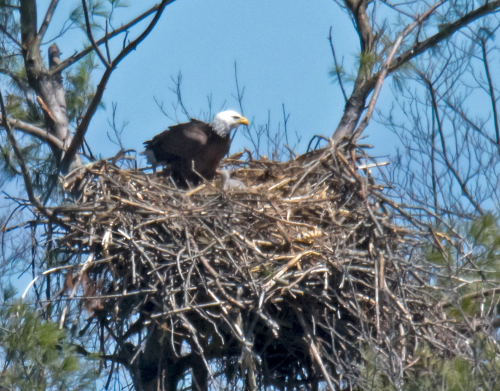 eagle with chick