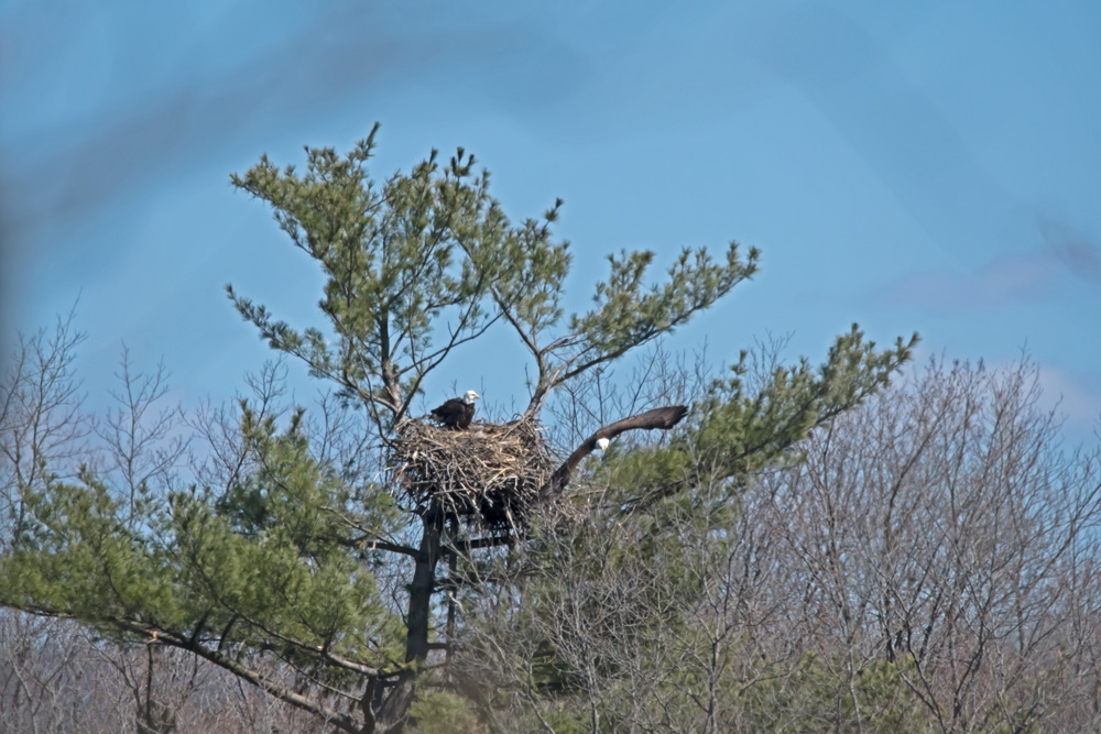 eagles nest full frame fly