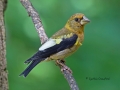 evening.grosbeak.immature.6