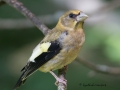 evening.grosbeak.immature