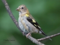 evening.grosbeak.immature3