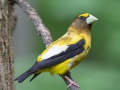 evening.grosbeak.male2