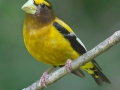 evening.grosbeak.male
