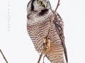 no.hawk.owl.lookup.c.crawford