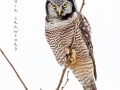 northern.hawk.owl.1.5.2014.c.crawford