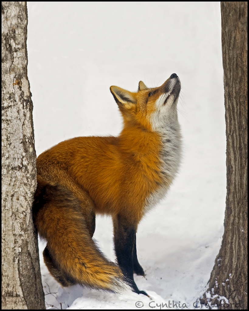 Fox Foxed