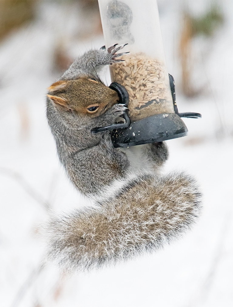 Gray Squirrel on feeder!
