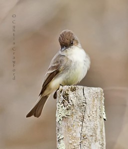 Eastern Phoebe-spring arrival in Vermont