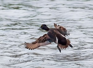 Ring-necked Duck in Flight