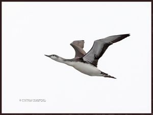 Red-throated Loon in Flight