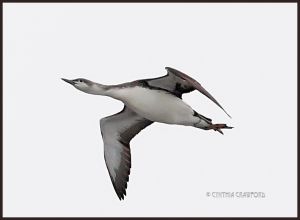 Red-throated Loon in Flight