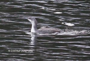 Red-throated Loon in Vermont
