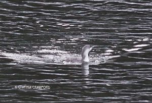 Red-throated Loon in Vermont