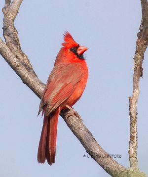 northern.cardinal.male.jpg