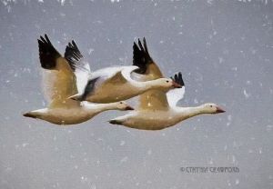 snow.geese.flock.art.snow.degas_3581.jpg