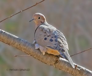 mourning.dove_O6A1174.jpg