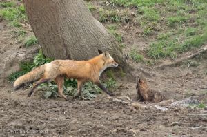 09a.Red Fox nearing den