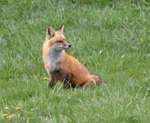 01. Red Fox in a Field