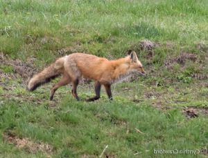 04. Red Fox trot
