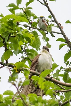 Black-billed Cuckoo and Chestnut-sided Warbler