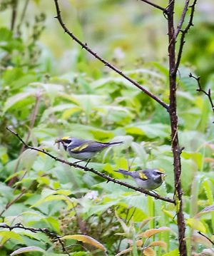 Golden-winged Warbler-pair feeding young