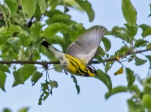 Magnolia Warbler flight