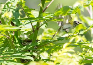 American Redstart Female leaving her nest