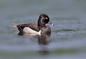 ring-necked.duck2.c.crawford.jpg