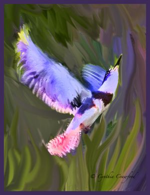 belted.kingfisher.flight.fancy.jpg