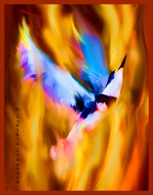 kingfisher.flight.phoenix2.jpg