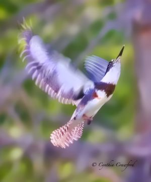 kingfisher_flight.c.crawford.jpg