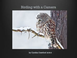 Barred Owl in a Sbowstorm