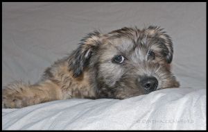 Glen of Imaal Terrier Puppy 12 weeks