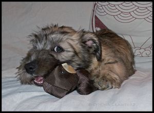 Glen of Imaal Terrier Puppy 12 weeks