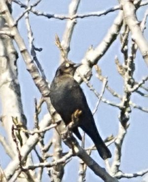 Rusty Blacbird, Lake Runnemede, Windsor County 11/2013