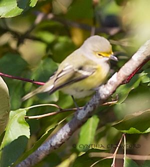 White-eyed Vireo, 10/2013, Norwich, Vt. Very rare for Windsor County