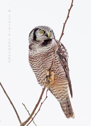 no.hawk.owl.lookup.c.crawford.jpg