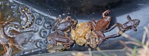 frogs.toad.salamander_2063.jpg