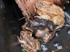 frogs.toad_1230065.jpg