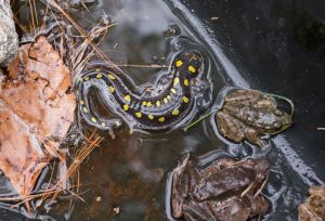 spotted.salamander.frogs_1230035.jpg