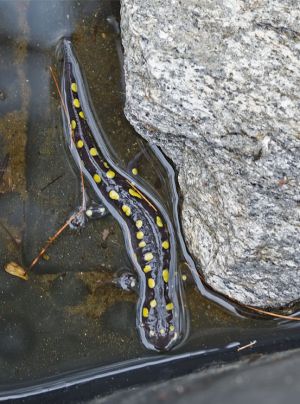 spotted.salamander_2076.jpg