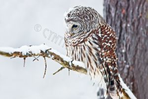 owl.in.snowstorm.c.crawford.jpg